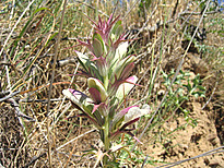 Acanthus spinosus L.