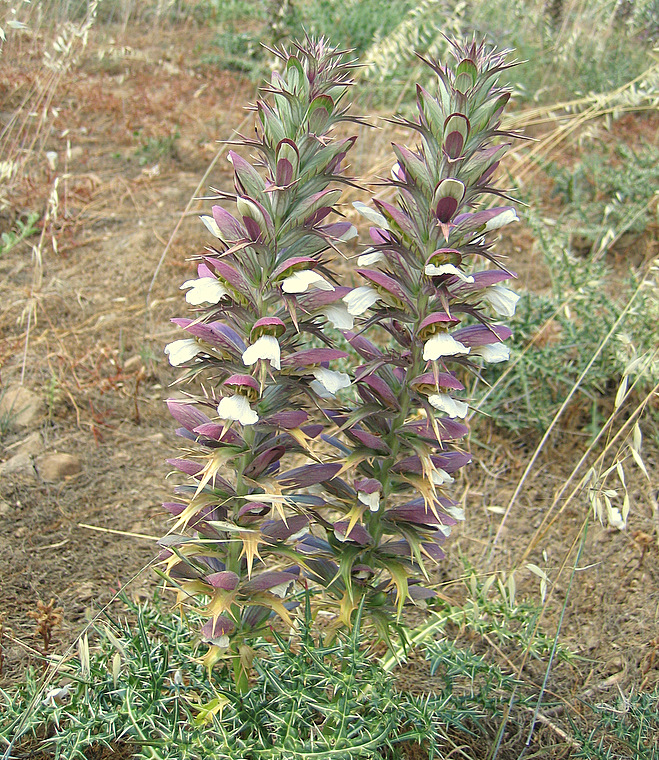 Acanthus spinosus L.