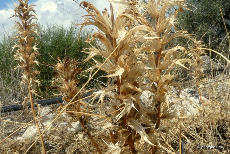 Acanthus spinosus L.