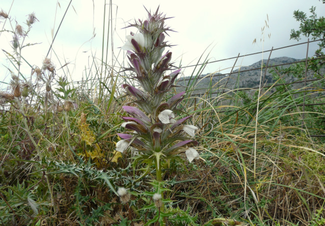 Acanthus spinosus L.