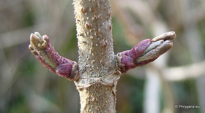 Sambucus nigra L.