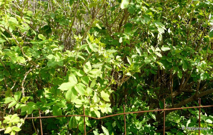 Sambucus nigra L.