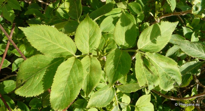 Sambucus nigra L.