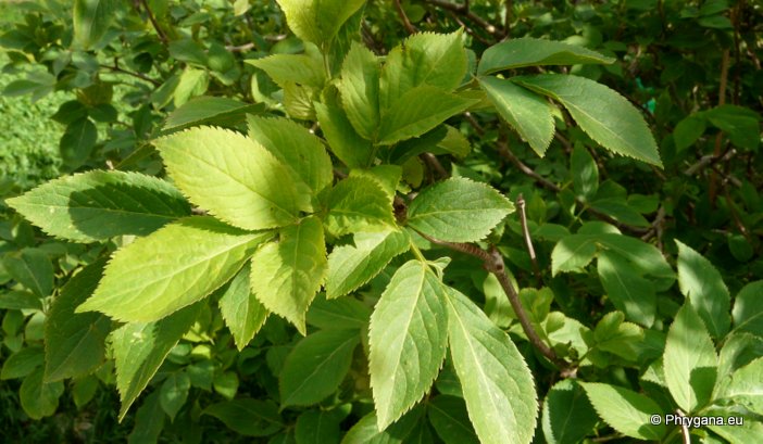 Sambucus nigra L.