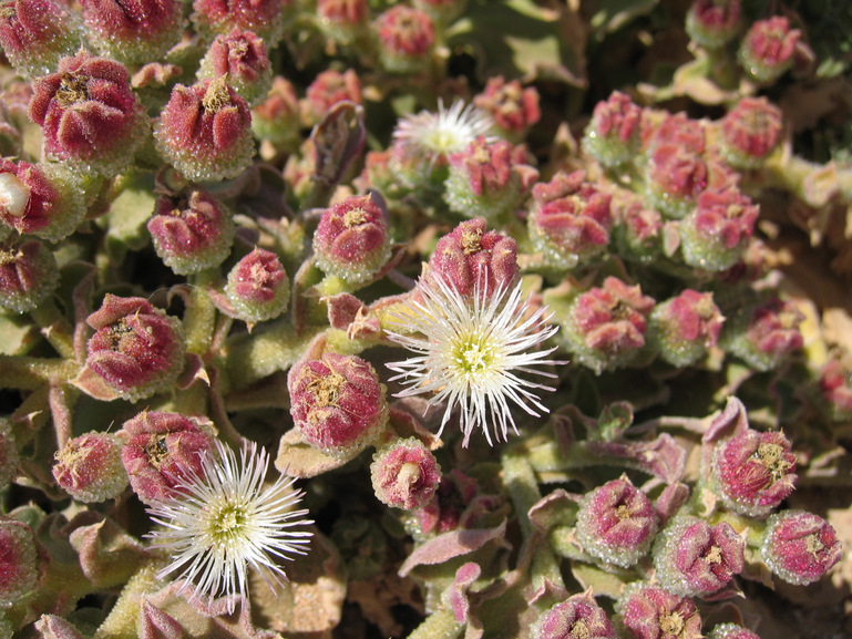 Mesembryanthemum crystallinum  L.