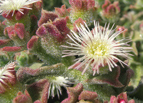 Mesembryanthemum crystallinum  L.