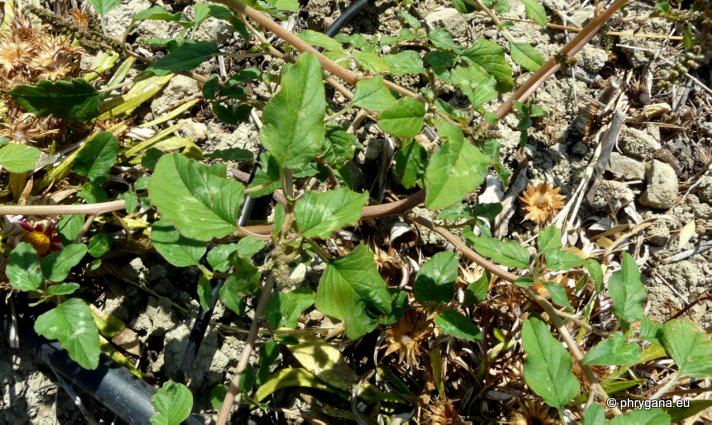Amaranthus viridis L.