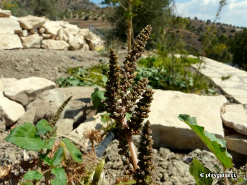 Amaranthus viridis L.