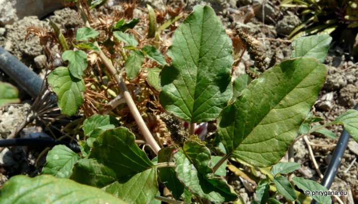 Amaranthus viridis L.