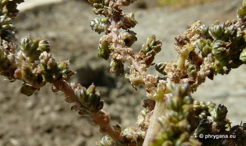 Amaranthus viridis L.