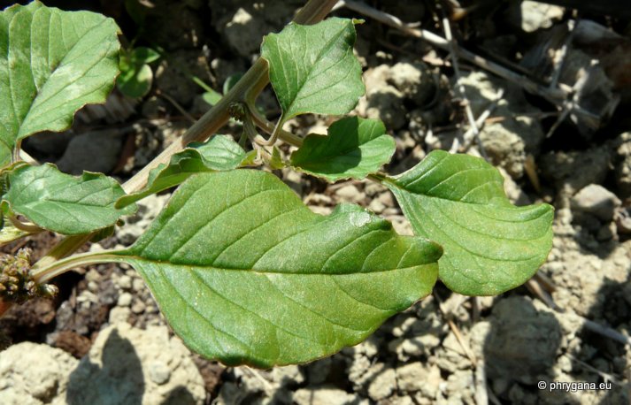 Amaranthus viridis L.