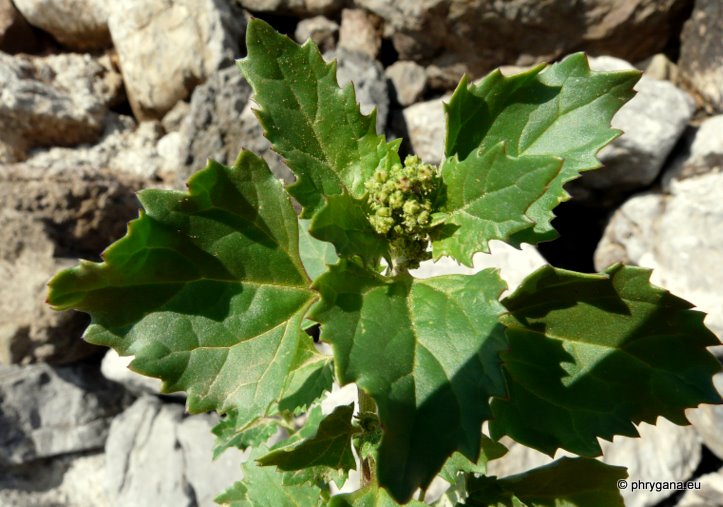 Chenopodium murale L.