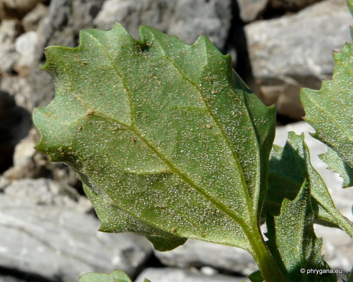 Chenopodium murale L.