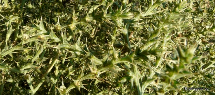 Salsola kali (syn.:Salsola tragus subsp. pontica (PALL.) RILKE)