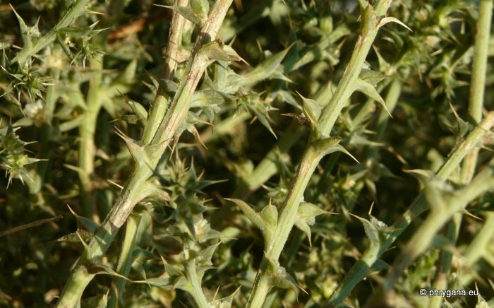 Salsola kali (syn.:Salsola tragus subsp. pontica (PALL.) RILKE)