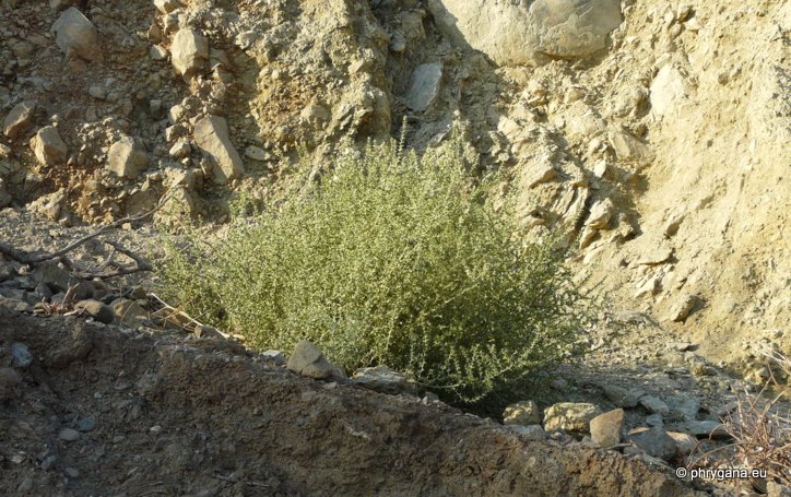 Salsola kali (syn.:Salsola tragus subsp. pontica (PALL.) RILKE)