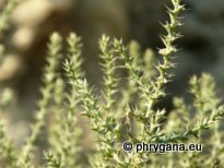 Salsola kali (syn.:Salsola tragus subsp. pontica (PALL.) RILKE)