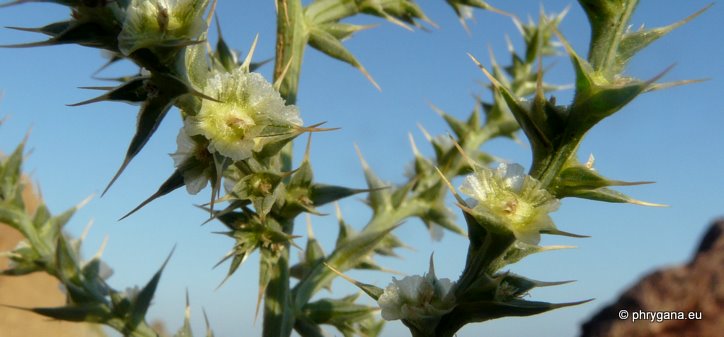 Salsola kali (syn.:Salsola tragus subsp. pontica (PALL.) RILKE)