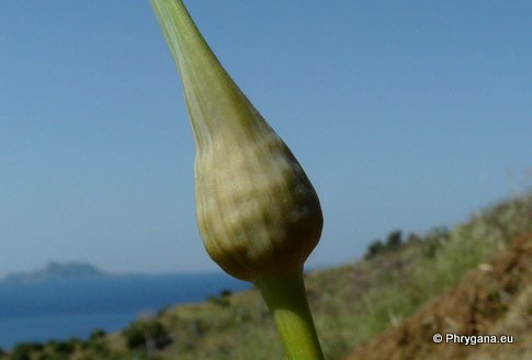 Allium ampeloprasum L.