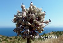 Allium ampeloprasum L.