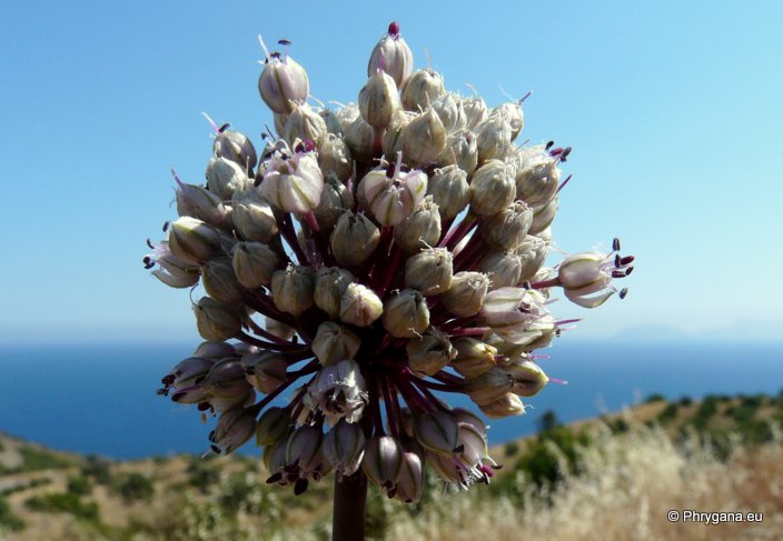 Allium ampeloprasum L.