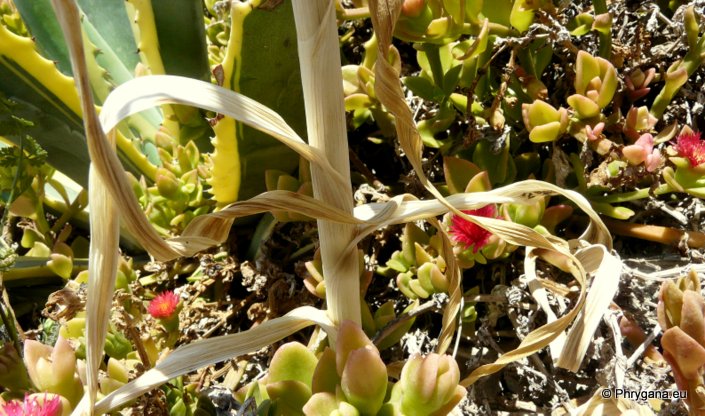 Allium ampeloprasum L.