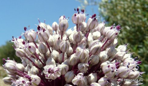 Allium ampeloprasum L.