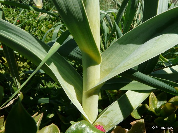 Allium ampeloprasum L.