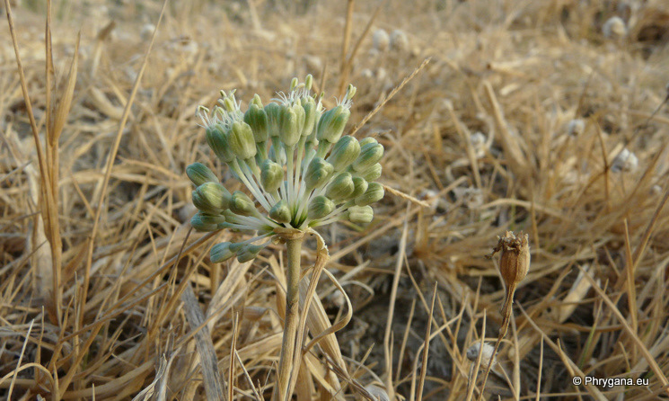 Allium chamaespathum Boiss.