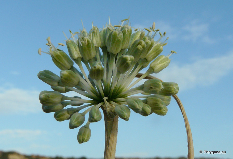 Allium chamaespathum Boiss.
