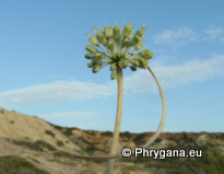 Allium chamaespathum Boiss.