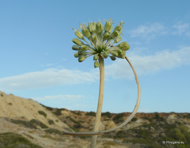 Allium chamaespathum Boiss.