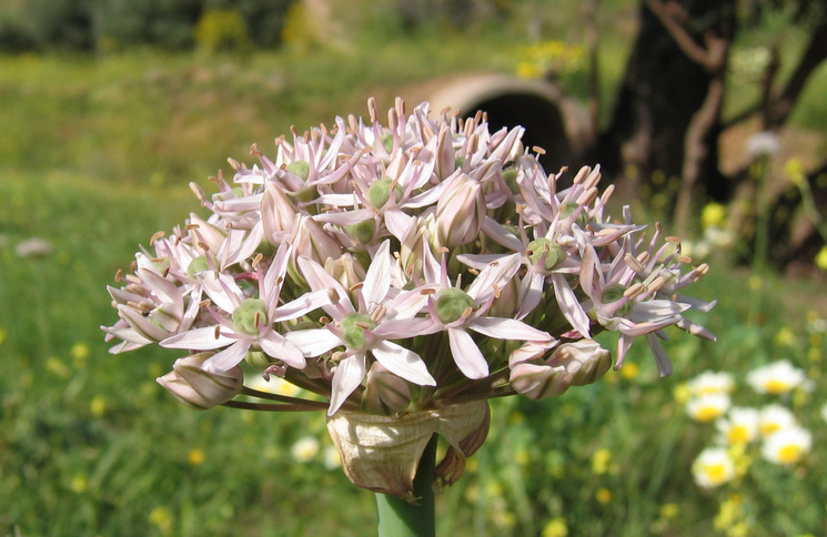 Allium nigrum  L.