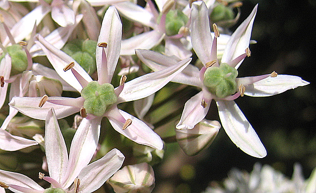 Allium nigrum  L.
