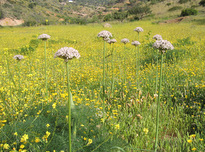 Allium nigrum  L.