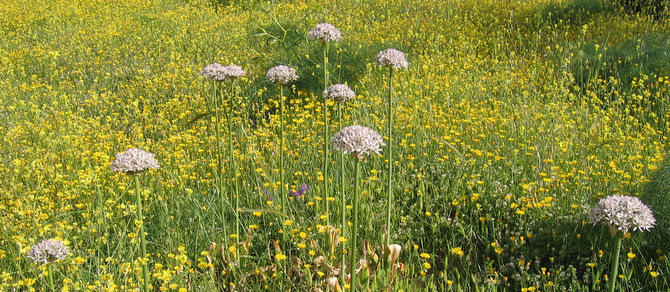 Allium nigrum  L.