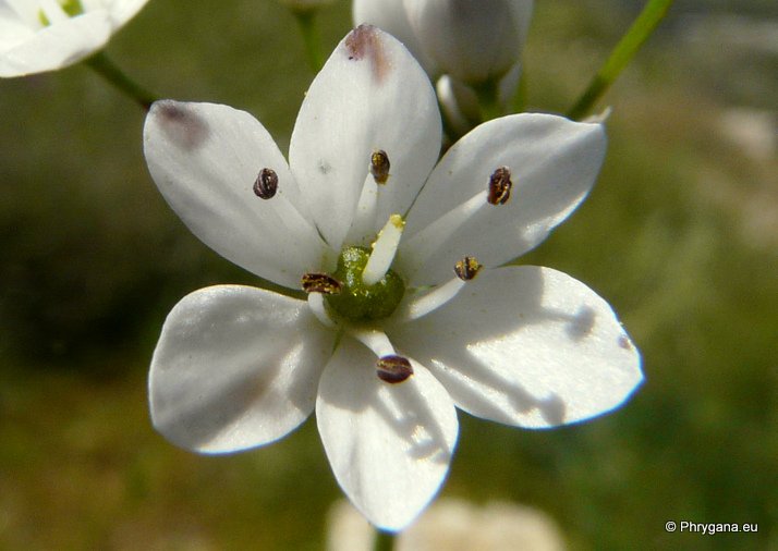 Allium subhirsutum L. subsp. subhirsutum