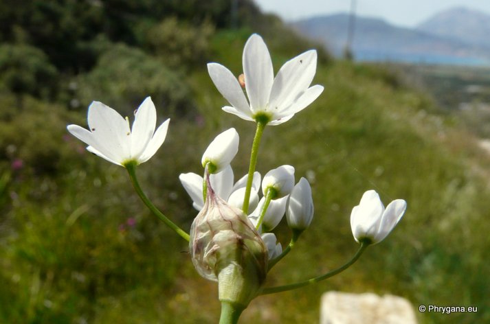 Allium subhirsutum L. subsp. subhirsutum