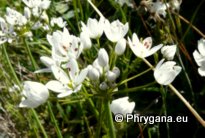 Allium subhirsutum L. subsp. subhirsutum