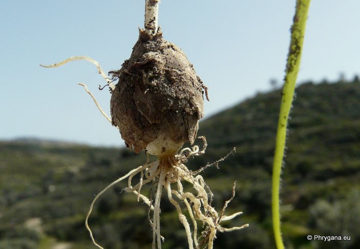 Allium subhirsutum L. subsp. subhirsutum