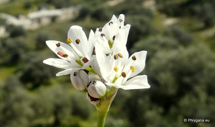 Allium subhirsutum L. subsp. subhirsutum