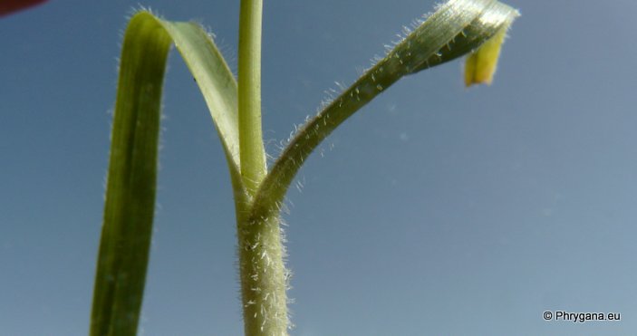 Allium subhirsutum L. subsp. subhirsutum