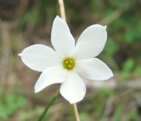 Narcissus serotinus L.