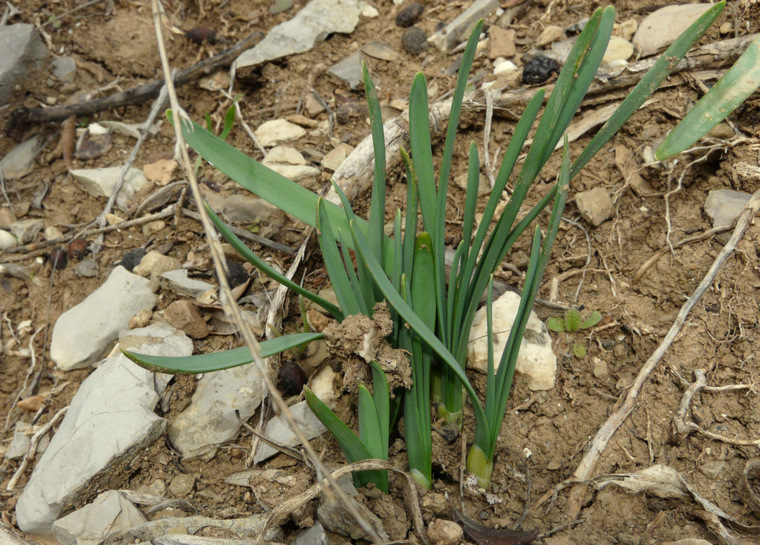 Narcissus tazetta L. subsp. tazetta