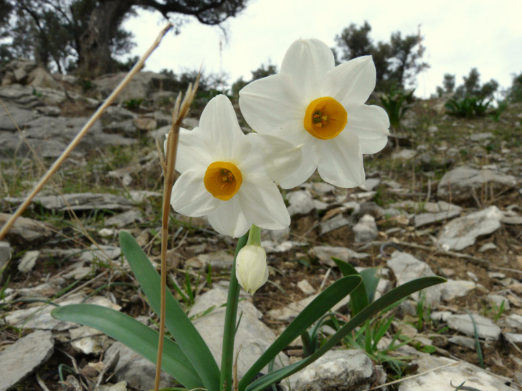 Narcissus tazetta L. subsp. tazetta