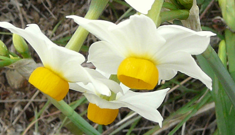 Narcissus tazetta L. subsp. tazetta