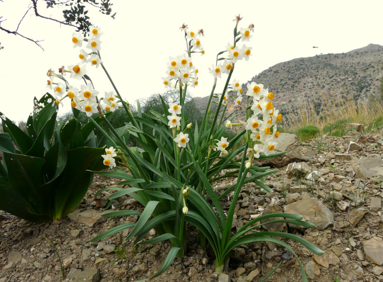 Narcissus tazetta L. subsp. tazetta