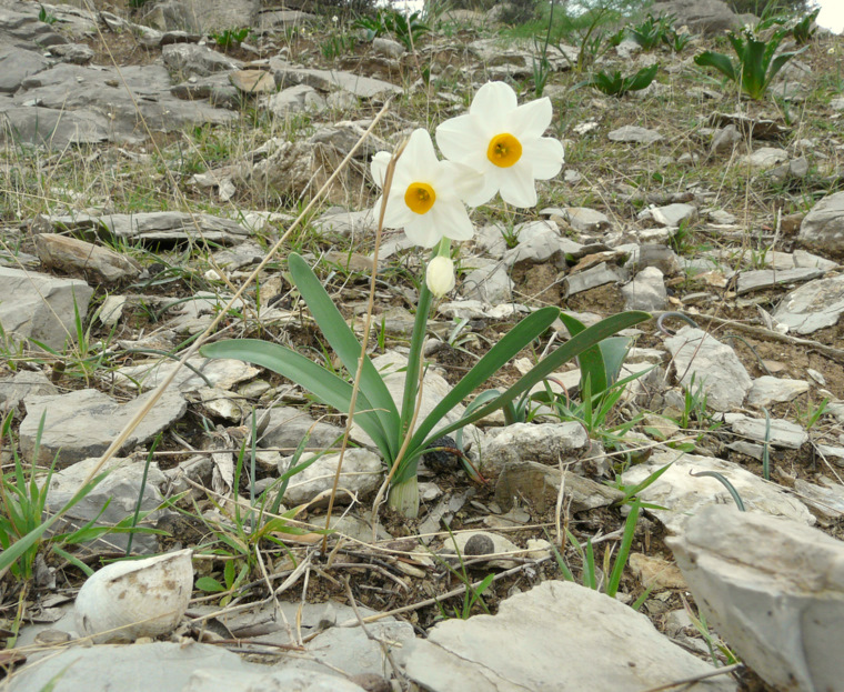 Narcissus tazetta L. subsp. tazetta