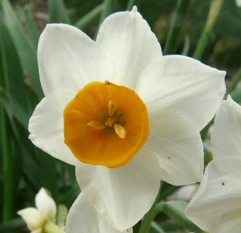 Narcissus tazetta L. subsp. tazetta