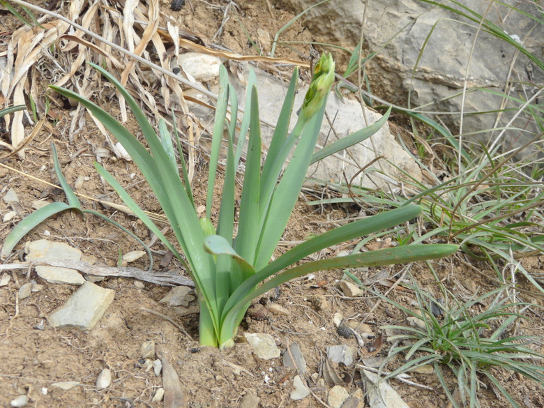 Narcissus tazetta L. subsp. tazetta